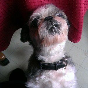 Meet your Posher, Shay